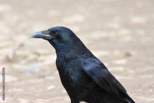 Portrait of a crow with a plain background