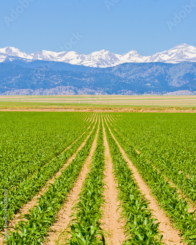 Corn field rows in spring looking at front range and Indian Peaks Wilderness, Mount Alice, Mount Orson, Lookout Mountain, Tanima Peak, Eagles Beak, Mahana Peak, and Copeland Mountain in Boulder County photo
