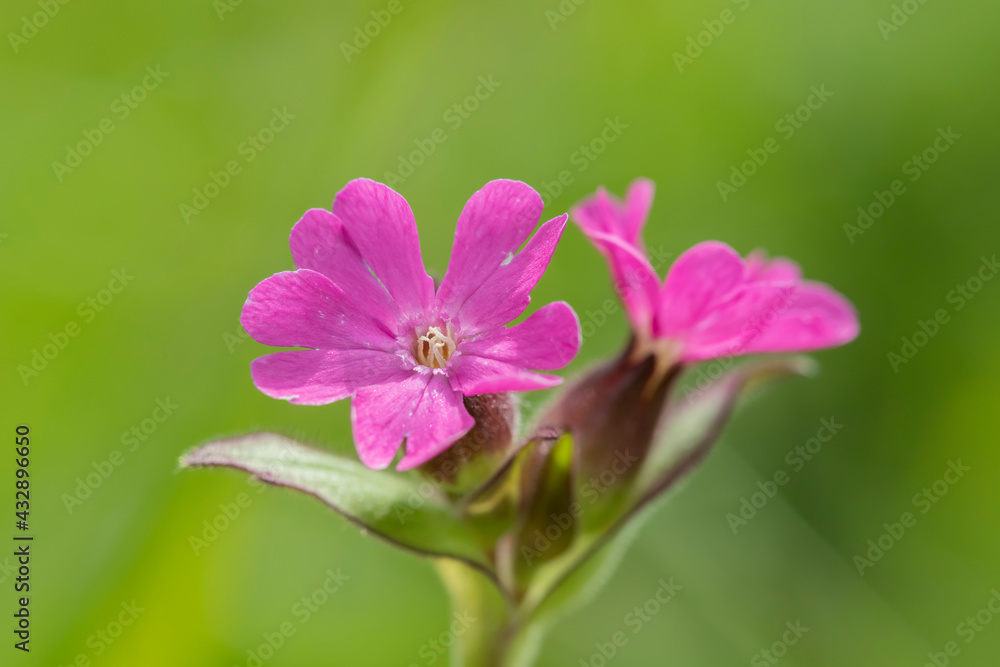 Closeup of a red catchfly blossom (Silene dioica). The wildflower is used as perennial ornamental flower. Closeup of a red catchfly blossom (Silene dioica). The wildflower is used as perennial ornamental flower.
