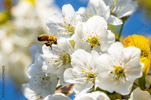 Close up of bee approaching white Cherry blossoms on a sunny day