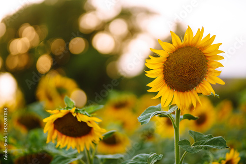Sunflower in full bloom. Beautiful sunflower field at sunset. © maxbelchenko