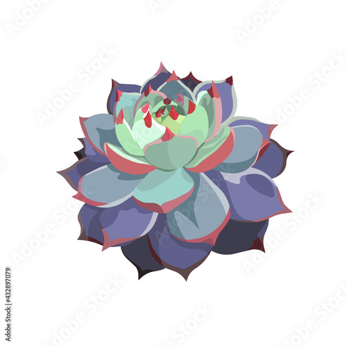 Beautiful isolated Echeveria Colorata Flat design style, oil-painted vector Succulent or Stone Rose on white isolated background, concept of Indoor Succulents and Potted Plants, Window Gardening.