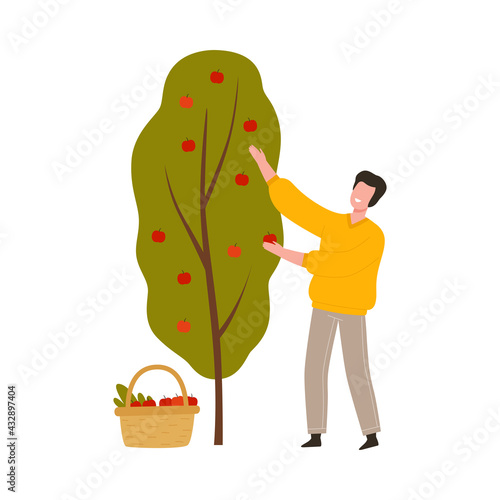 Man Farmer Gathering Ripe Apple Fruits in Wicker Basket Vector Illustration