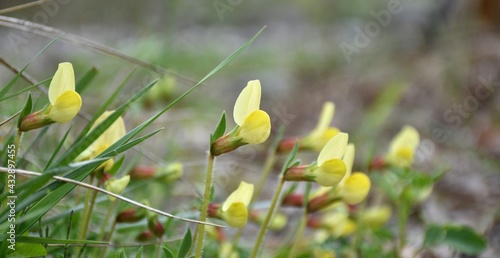 Lotus maritimus plant in bloom. Along the Cidacos river in Munilla, La Rioja, Spain.