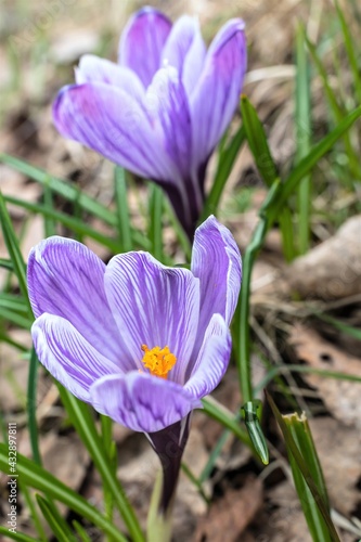 First spring flowers crocuses close-up.