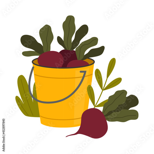 Ripe Beetroot Vegetable in Bucket as Seasonal Harvesting and Yield Vector Illustration