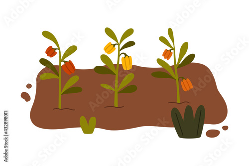 Garden Bed with Growing Vegetable in Soil Vector Illustration