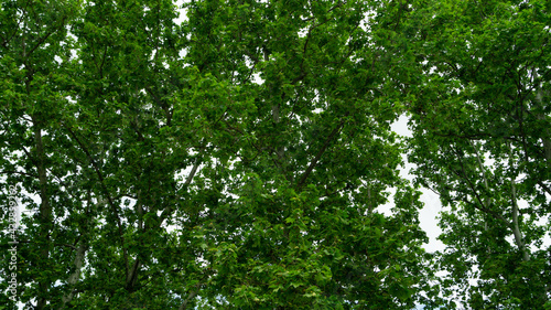 muro de hojas y ramas