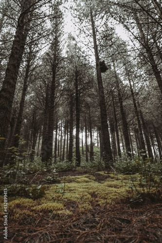 Bosque de terror © Giampierr