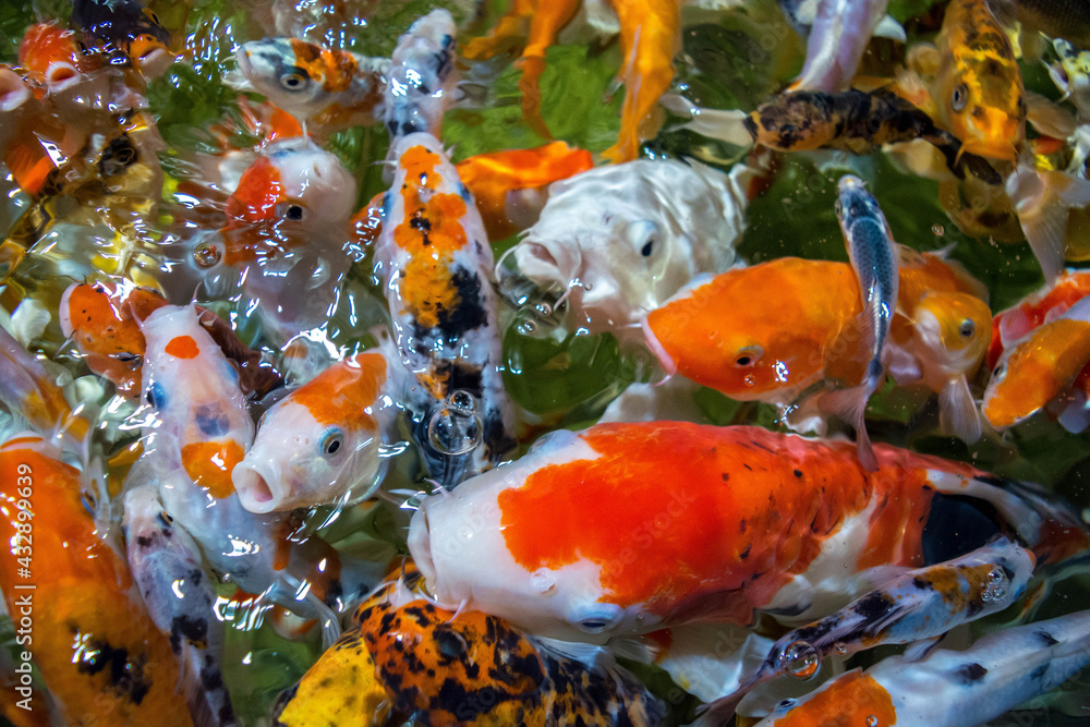 Koi fish Koi fish