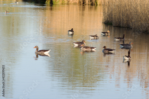 Group of geese swim in the water in front of a quay with reeds