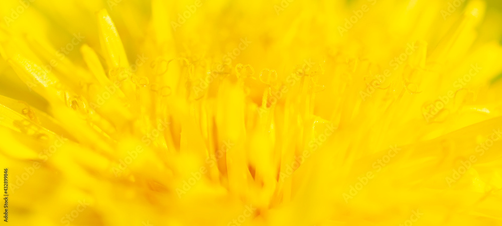 Background of yellow dandelion flower blooms outdoors in nature, macro, close-up. Macro of a large yellow dandelion with a blooming flower bud. Yellow dandelion flower stamens, close-up, macro. Background of yellow dandelion flower blooms outdoors in nature, macro, close-up. Macro of a large yellow dandelion with a blooming flower bud. Yellow dandelion flower stamens, close-up, macro.