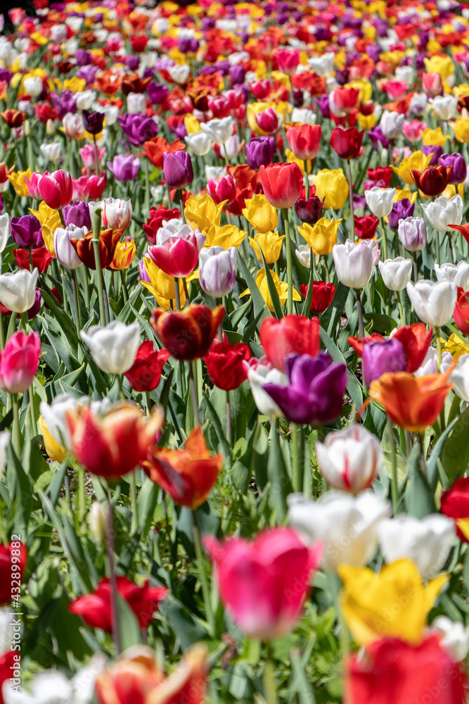 Tulip field with bright flowers assorted colors