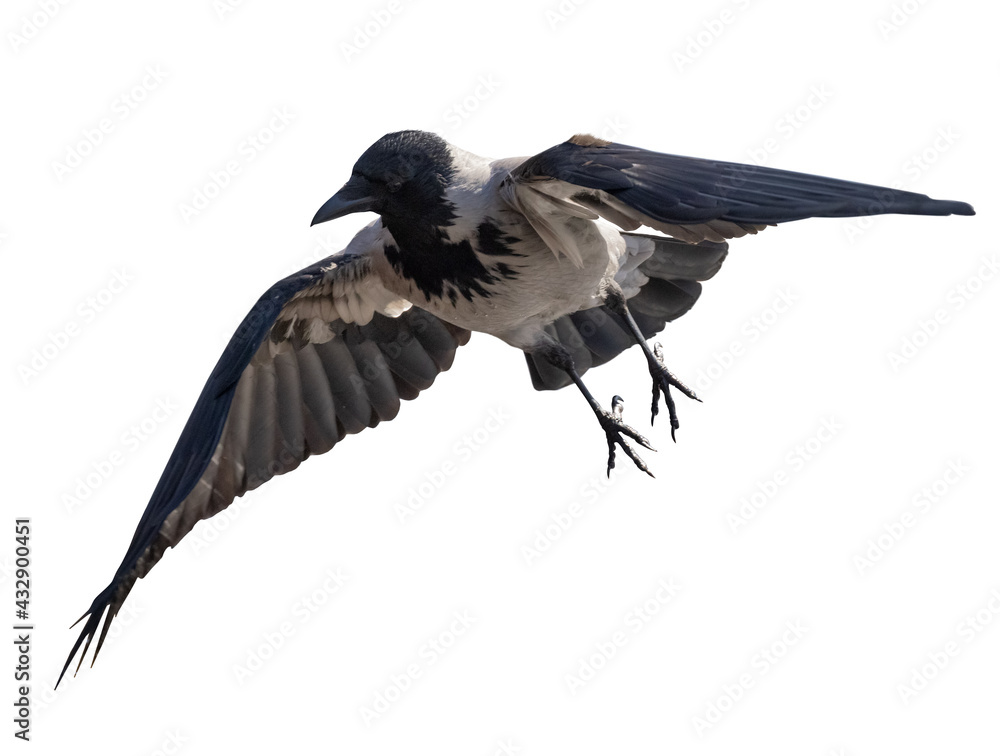 Fototapeta premium gray crow bird with large black wings