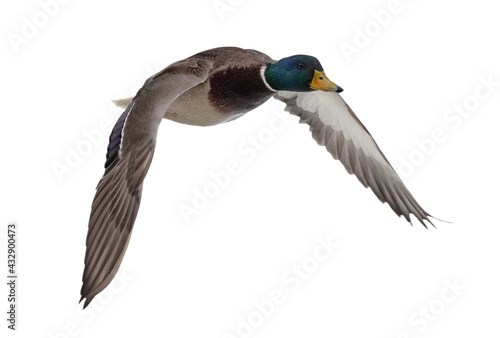 blue head duck on white in flight