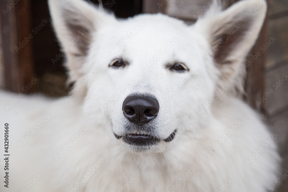 Portrait of White Swiss Shepherd Dog in nature.