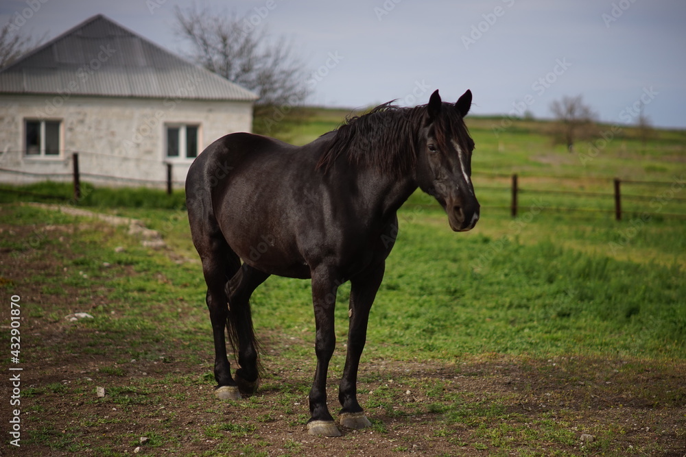 Portrait of a black horse grazing near a white house on a spring day Portrait of a black horse grazing near a white house on a spring day