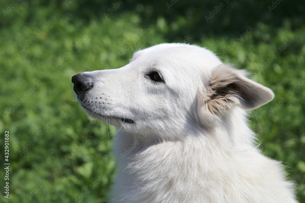 Portrait of White Swiss Shepherd Dog in nature. Portrait of White Swiss Shepherd Dog in nature.