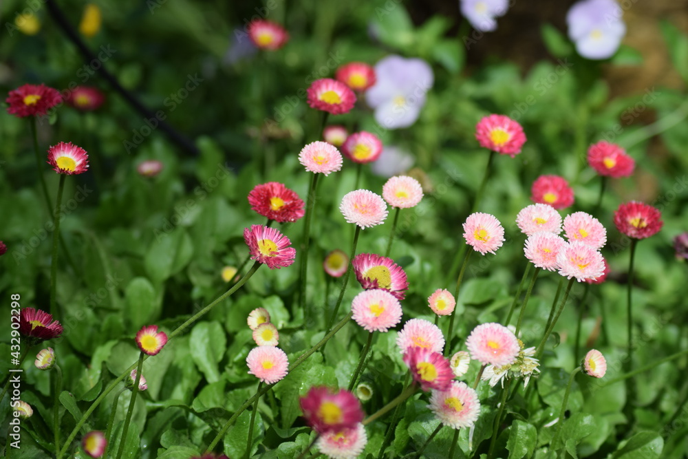 Flowers bellis perennis in full bloom in spring