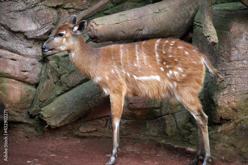 Bilde på lerret Female sitatunga (Tragelaphus spekii), also known as a marshbuck
