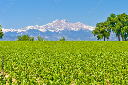 Longs Peak Corn Field - Corn field in spring looking at front range and fourteener Long's Peak in Weld County, Colorado