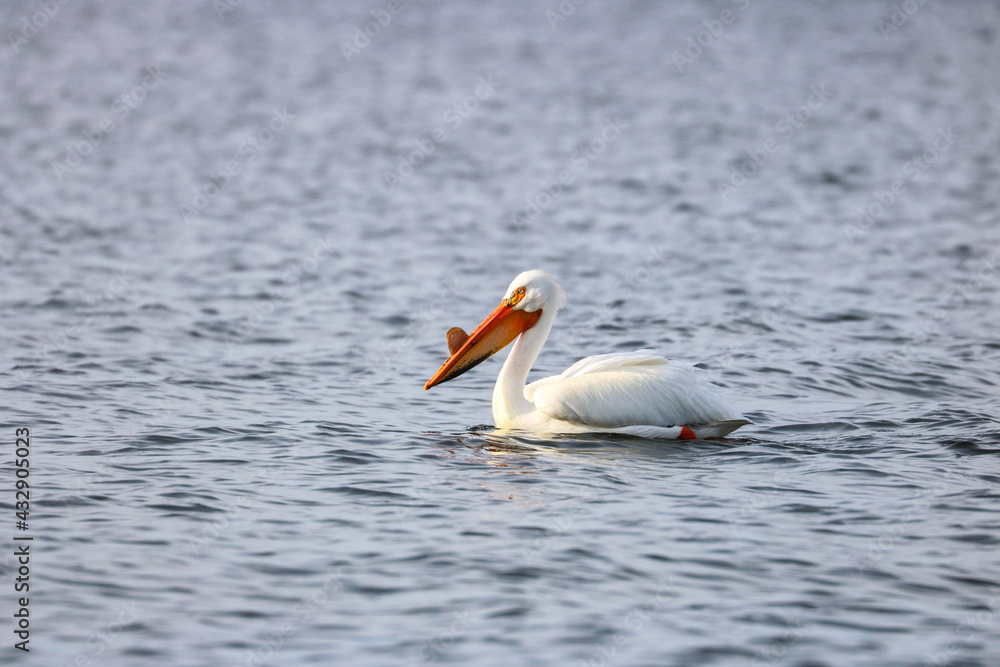 Pelican Swimming in Lake Winnebago Wisconsin Pelican Swimming in Lake Winnebago Wisconsin