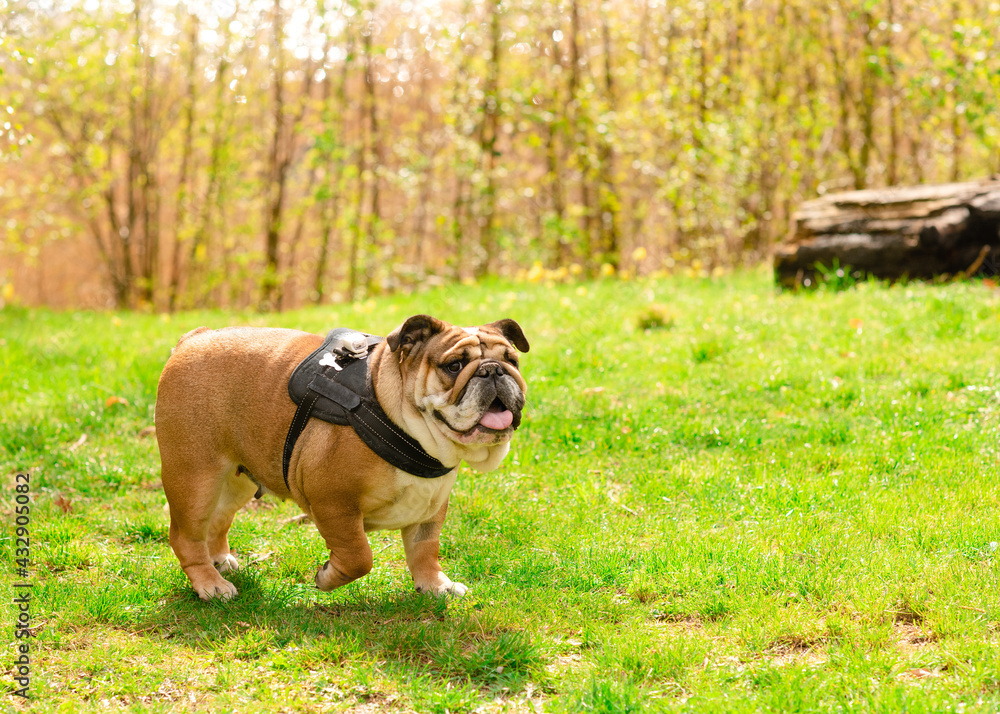 Red English British Bulldog in blac harness out for a walk standing on the dry grass in sunny day Red English British Bulldog in blac harness out for a walk standing on the dry grass in sunny day