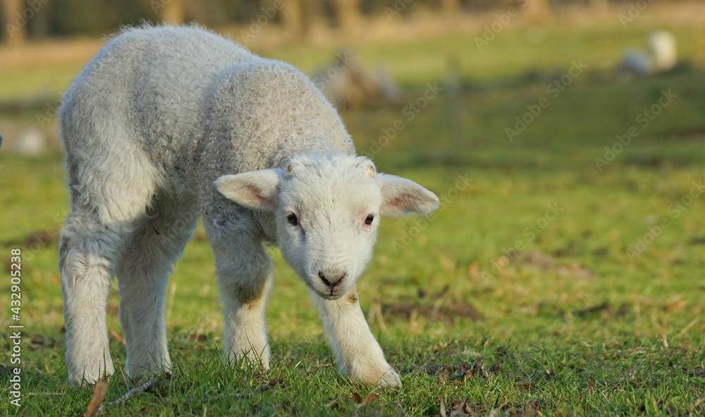 Obraz premium Lamm: