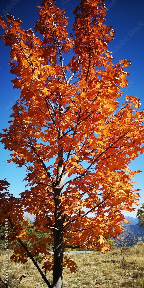 ootoñal, caer, árbol, árbol, naturaleza, hojas, paisaje, cielo, bosque, verde, amarilla, ciclos, follaje, figols, rojo, azul, hojas, montagna, anaranjada, variopinto, arce, color, vallcebre, minero