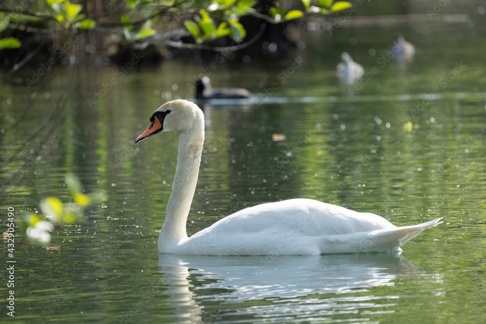Fototapeta premium Swan