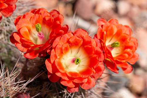 Beautiful cacti flowers blooming in spring time in Arizona desert.