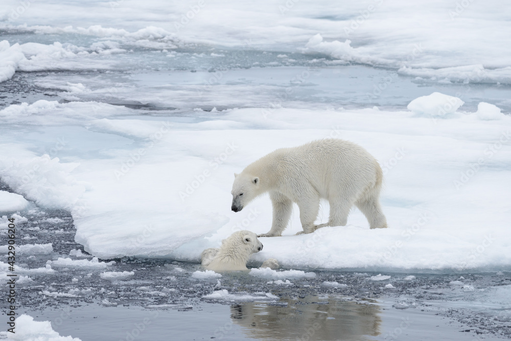 Two young wild polar bears playing on pack ice in Arctic sea, north of Svalbard Two young wild polar bears playing on pack ice in Arctic sea, north of Svalbard