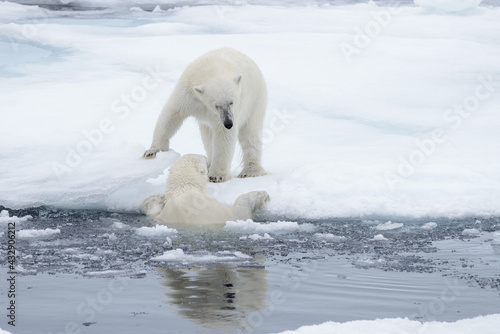 Two young wild polar bears playing on pack ice in Arctic sea  north of Svalbard