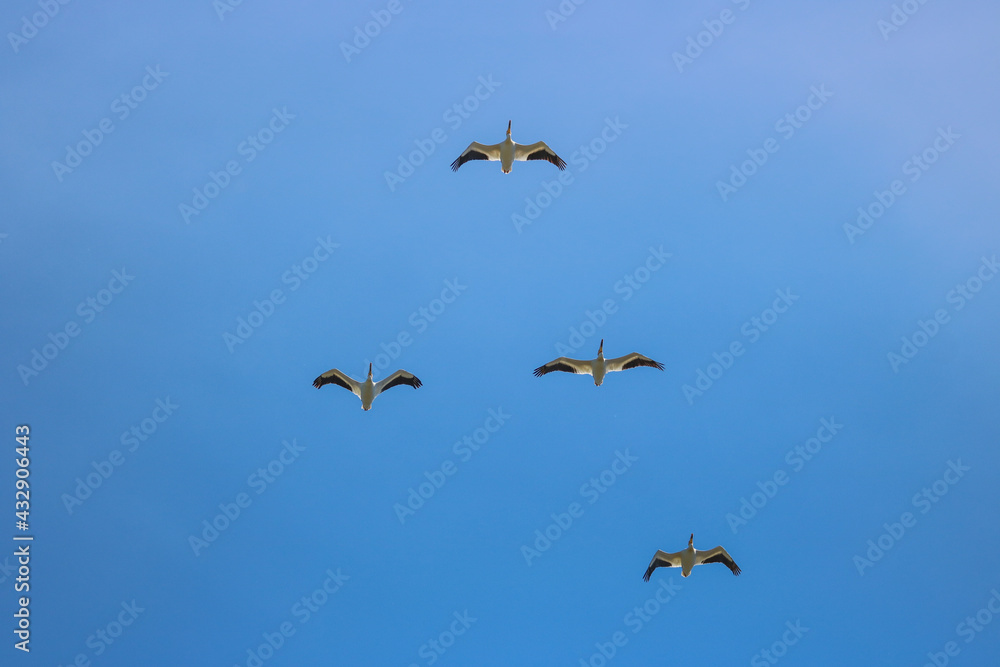 Pelicans Flying Against a Blue Sky