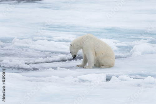 Wild polar bear sitting on pack ice