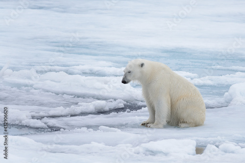 Wild polar bear sitting on pack ice © Alexey Seafarer