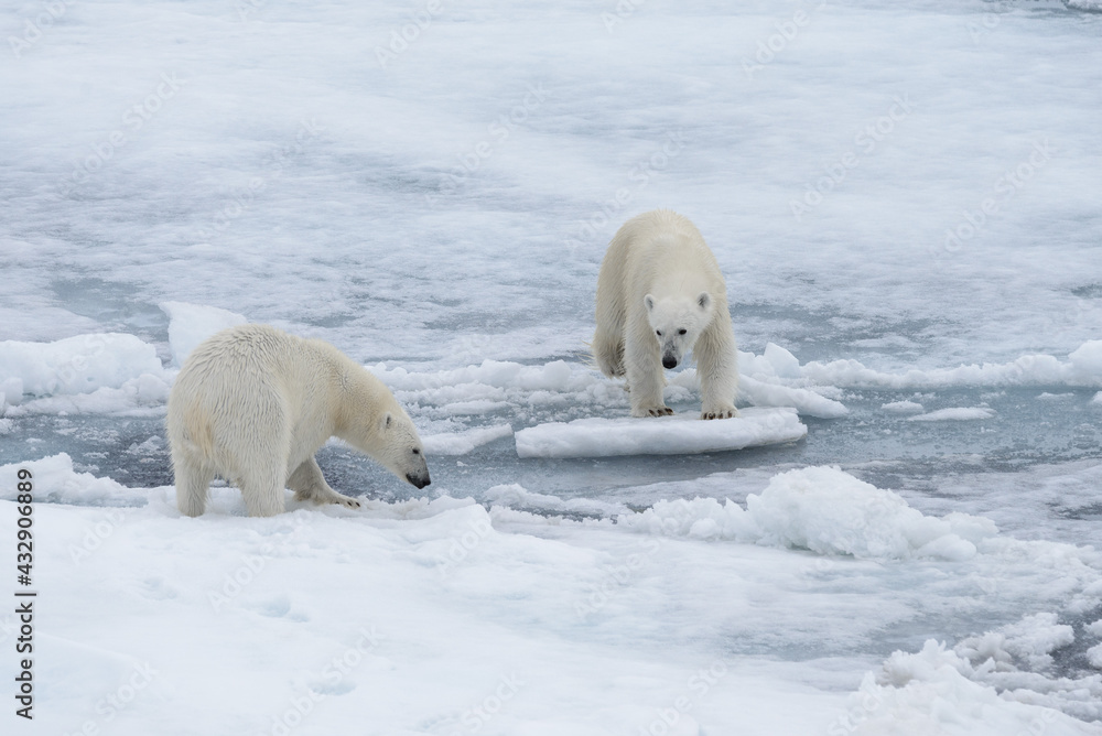 Two young wild polar bears playing on pack ice in Arctic sea, north of Svalbard Two young wild polar bears playing on pack ice in Arctic sea, north of Svalbard