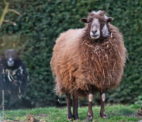 Shetland brown sheep standing in the grass looking to the cameralens