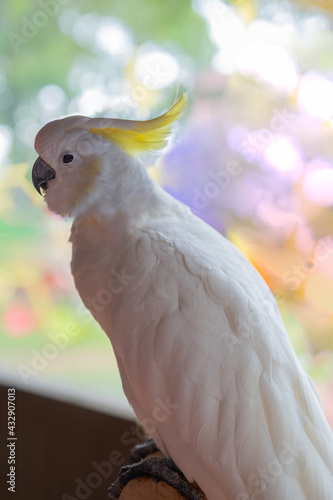 White cockatoo parrot with blurred background. photo