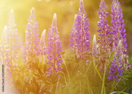 purple Lupines on the green grass at sunset in the sunlight
