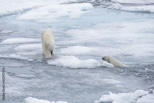 Two young wild polar bears playing on pack ice in Arctic sea  north of Svalbard