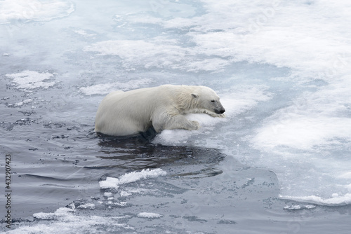 Polar bear (Ursus maritimus) swimming in Arctic sea close up.
