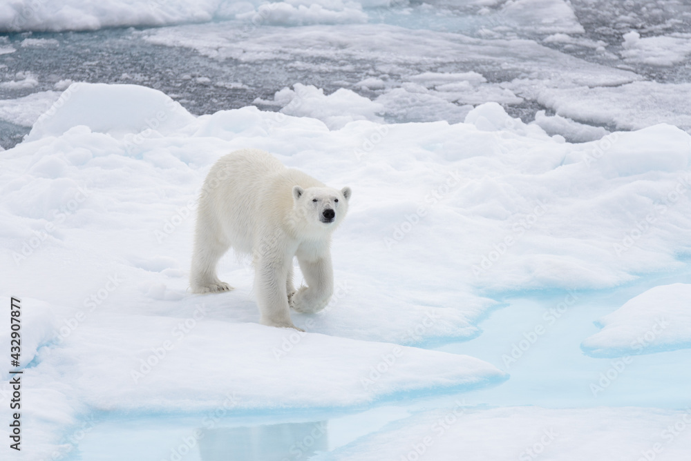 Wild polar bear going in water on pack ice in Arctic sea Wild polar bear going in water on pack ice in Arctic sea