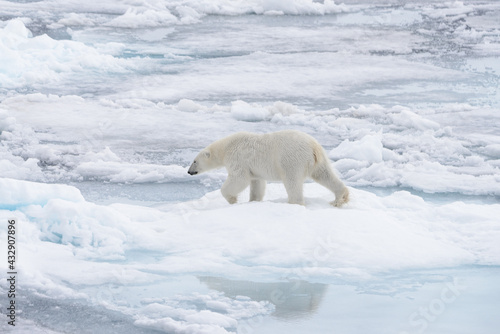 Wild polar bear going in water on pack ice in Arctic sea