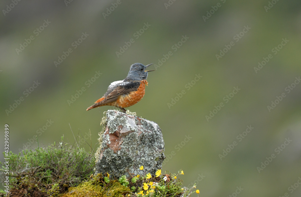 roquero rojo posa sobre las rocas en la sierra abulense en España roquero rojo posa sobre las rocas en la sierra abulense en España