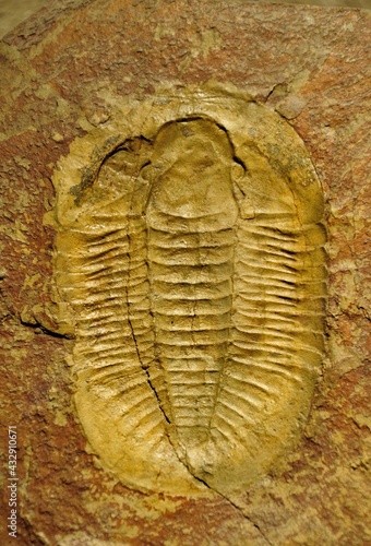 Late Cambrian trilobite "Niobella smithi" found near Bristol, UK © Nigar