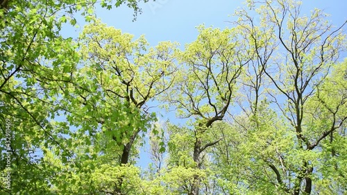Wind blowing through tree branches in sun spring