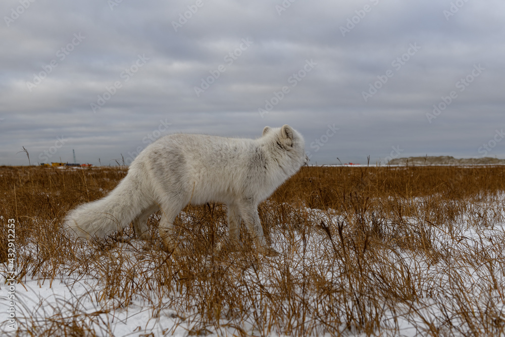 Arctic fox in winter time in Siberian tundra Arctic fox in winter time in Siberian tundra