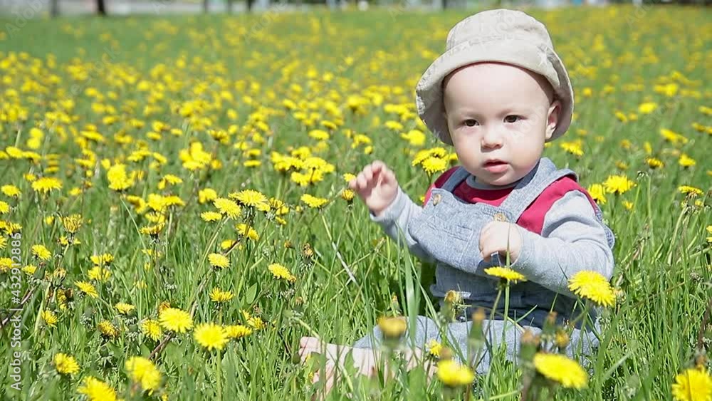 cute toddler sitting on the lawn in yellow dandelions in sunny day, children's day concept cute toddler sitting on the lawn in yellow dandelions in sunny day, children's day concept