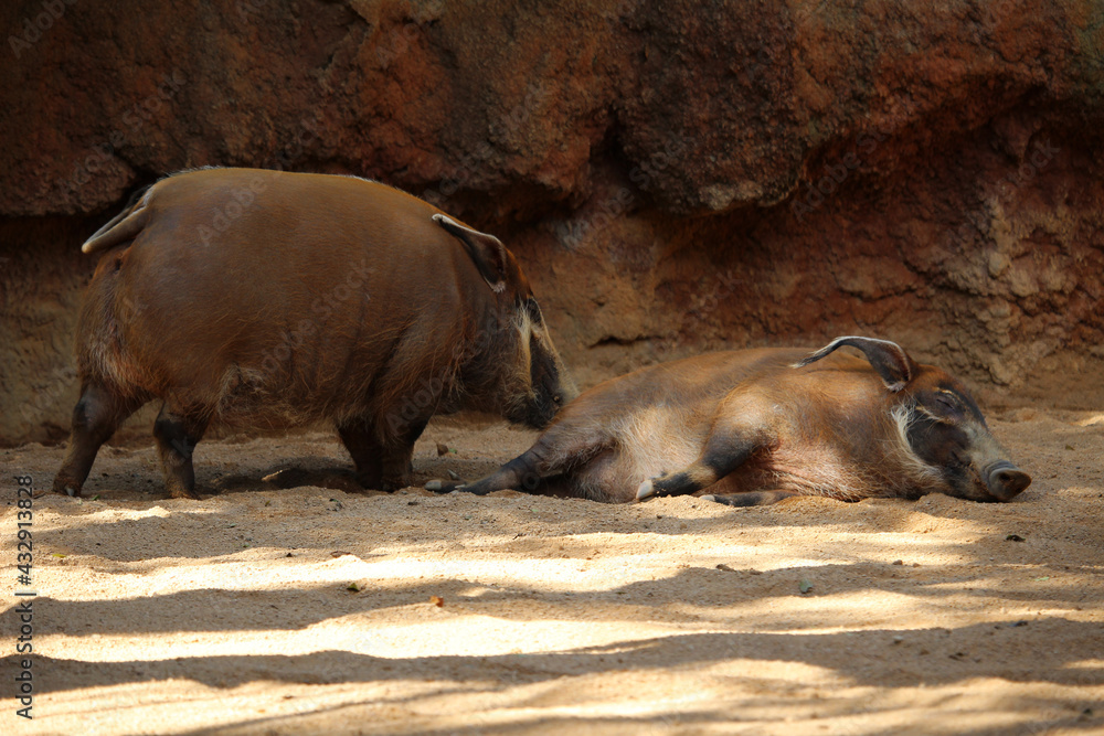 Couple of red river hogs (Potamochoerus porcus) Couple of red river hogs (Potamochoerus porcus)